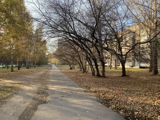 Микрорайон очень зеленый, с множеством деревьев | Источник: Ирина Господаренко / NGS22.RU