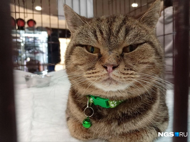 Кошечку зовут Варя | Источник: Рихарда Лем / NGS.RU