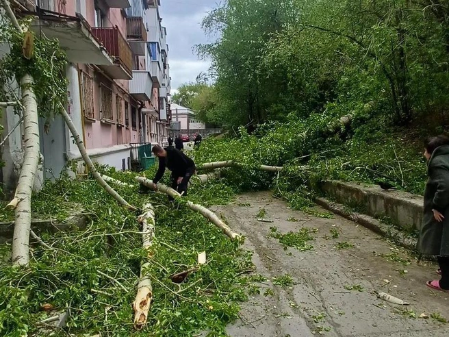 Порывы ветра валят в основном старые деревья | Источник: читатель E1.RU