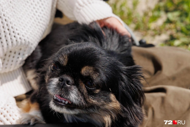 У нашей героини на коляске Екатерины Кадочниковой очаровательный питомец&nbsp;— пекинес Лапа | Источник: Ирина Шарова / 72.RU
