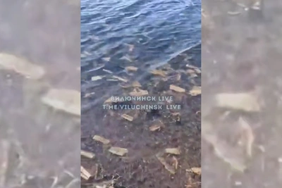 В бухте Крашенинникова засняли море салфеток
