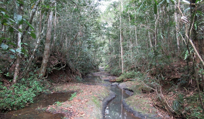 В джунглях, по словам ученого, далеко не всегда жарко | Источник: Александр Фомичев
