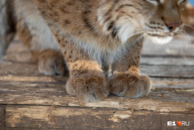 Молодые рыси часто выходят к людям в Забайкалье  | Источник: Владислав Лоншаков / E1.RU