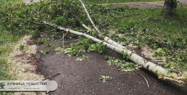 Благоустройство в Новокузнецке: вырубка деревьев без компенсации | Источник: nk-tv.com
