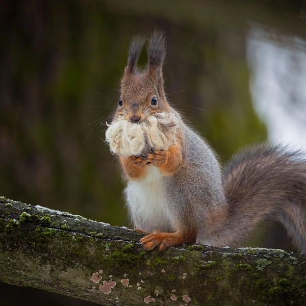 Источник: Антон Кубышкин / «Грибы и Грибники СПб»