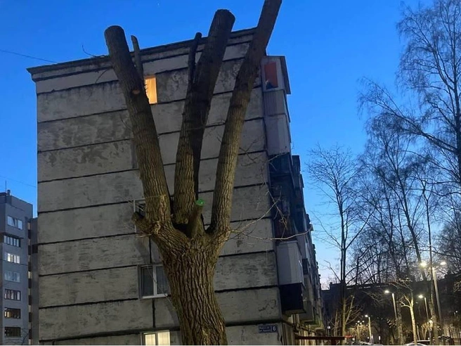 На фото — дерево, на обрезку которого пожаловалась жительница | Источник: Чат город Казань / Telegram