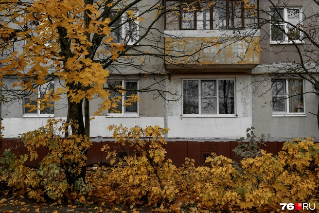 Жаль, что это золото скоро перестанет прикрывать собой местные дворы | Источник: Александр Куренной / 76.RU