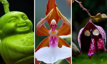 22 растения, которые выглядят пришельцами с другой планеты