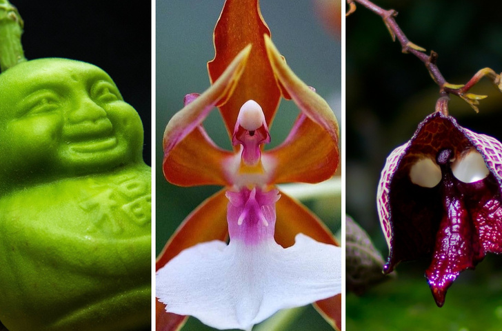 Это ошеломляет: 22 растения, которые выглядят пришельцами с другой планеты