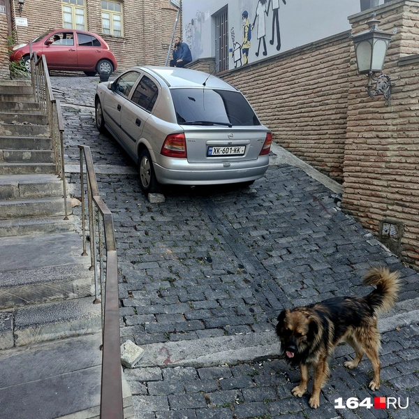 Собаки — хозяева города | Источник: Виктория Федорова / 164.RU