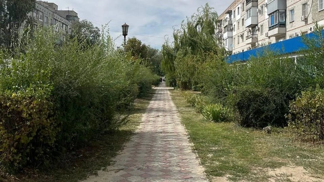 Аллея изрядно заросла кустарниками ростом с человека | Источник: читатели V1.RU