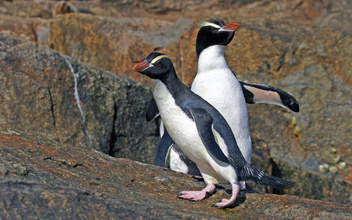 Разбивают или выкидывают из гнезда: зачем пингвины всегда уничтожают первое из двух яиц?