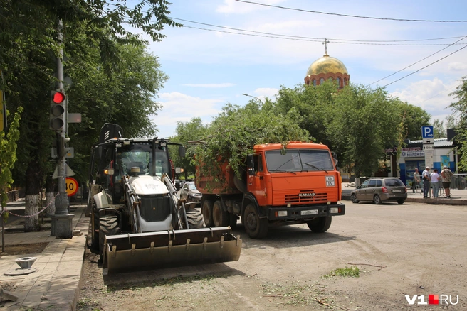 Тотальная вырубка взрослых деревьев давно уже стала привычной для Волгограда | Источник: Константин Завриков / V1.RU
