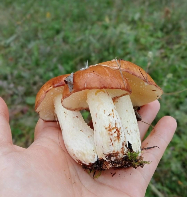 Этих крепышей нашли недалеко от Бинарадки | Источник: Лучшие ГРИБНИКИ Самарской и Ульяновской области / Vk.com 