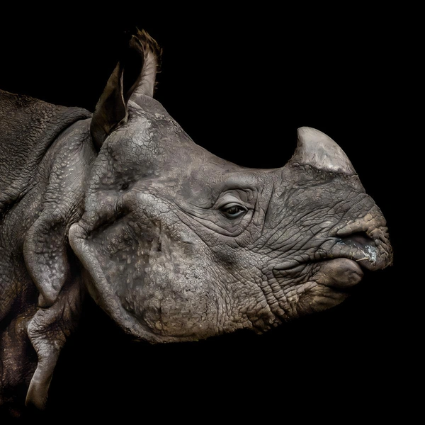 Источник: Hennie Zeij / Fine Art Photography Awards 2025