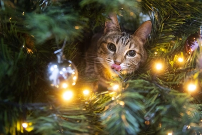 Безопасный Новый год: правила установки елки и гирлянд в Удмуртии