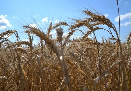 РФ в октябре снизила экспорт пшеницы на 16,1% | ya62.ru