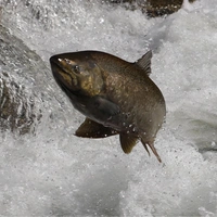 Такого не было 30 лет: ученые помогут рыбам Дона нереститься