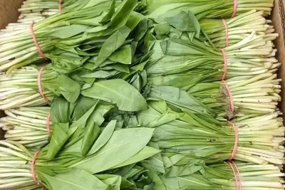 Охотовед назвал черемшу «сибирской виагрой»