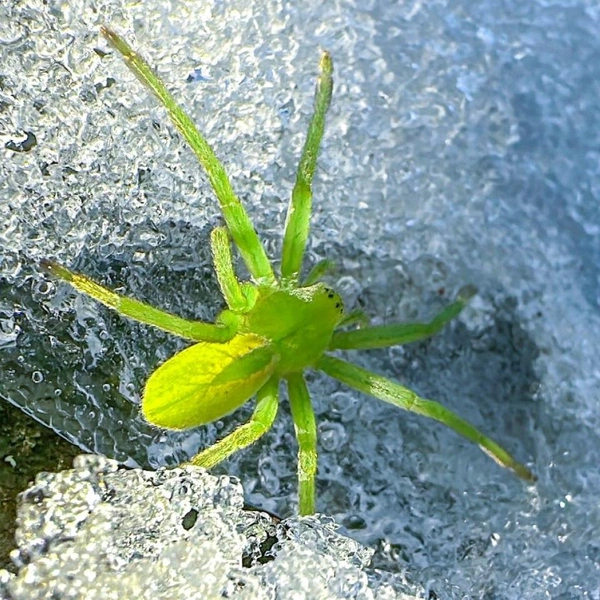 Этот вид может переносить низкие температуры | Источник: Роман и Татьяна Воробьёвы / Алтайский биосферный заповедник