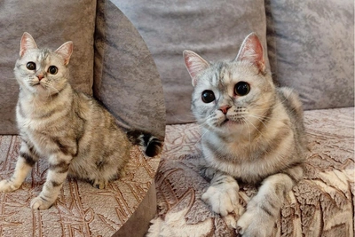 Кошку Бусинку, выброшенную на трассе, ищут дом в Новосибирске