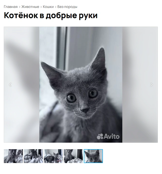 Взгляд всегда удивленный | Источник: Avito.ru