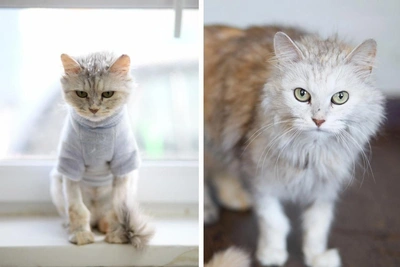 Construction Crew Cares for Cat, Now Seeking Home in Perm