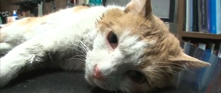 Фото №3 - В Корее спасли кошку, два года просидевшую в стене торгового центра (видео спасения)