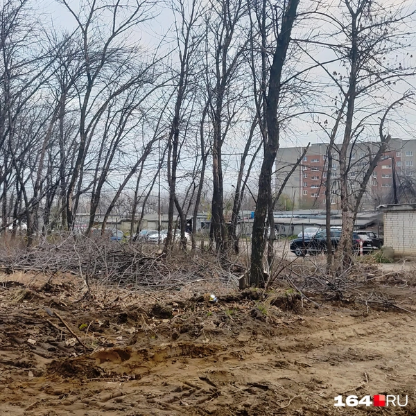 Источник: Сергей Гендин / 164.RU