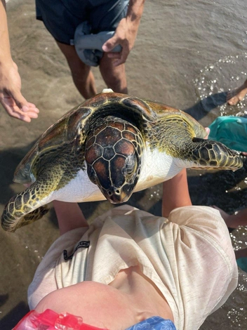 Во время отпуска тюменцы часто встречали водоплавающих черепах  | Источник: автор колонки