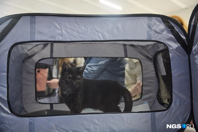 Желающие могли принести корм для кошек и собак | Источник: Александр Ощепков / NGS.RU