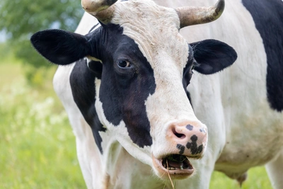 Более 100 семей в Новосибирской области получили компенсации за скот