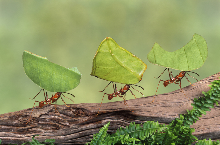 Как избавиться от муравьев в теплице и дома