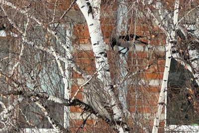 Хищная сова прилетела в Новосибирск с запада