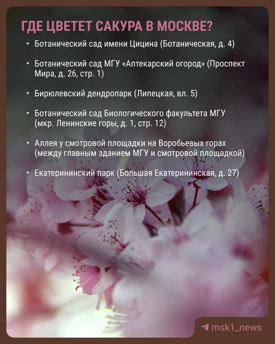 Места цветения сакуры&nbsp;— в одной карточке | Источник: Виктория Никитина / MSK1.RU