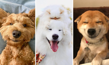 Они умеют улыбаться: 50 забавных фото собак, которые сделают ваш день