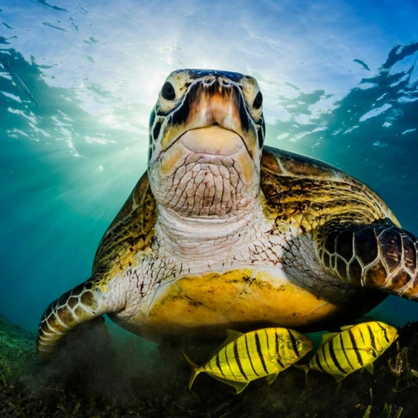 Финалист в номинации «Подводная съемка» | Источник: Remuna Beca / 1839 Awards Photographer of the Year 2025