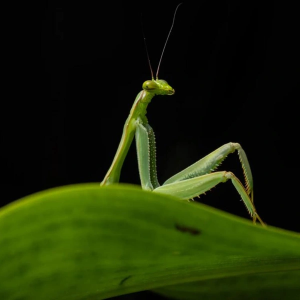 Источник: Диего Перес / 2026 The Comedy Wildlife Photography Awards