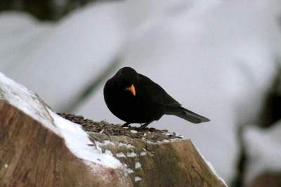Blackbird in Vyborg imitates ambulance siren