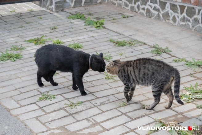 Источник: Елена Буйвол / VLADIVOSTOK1.RU