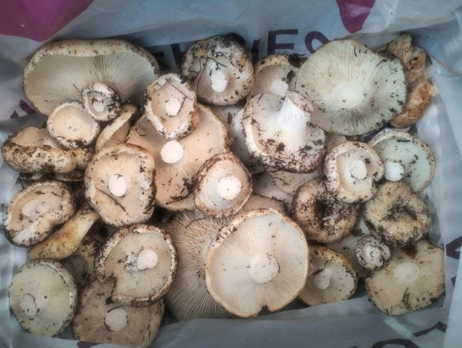 Источник: «Грибы и грибники Екатеринбурга и Свердловской области» / Vk.com