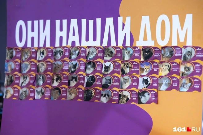 Многие «хвостики» нашли себе новый дом | Источник: Евгений Вдовин / 161.RU