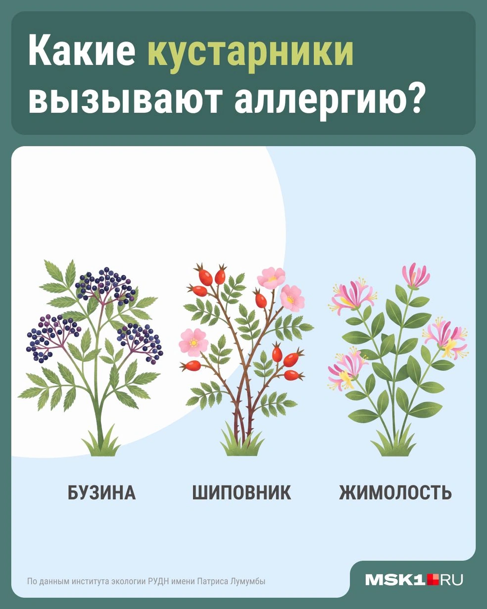 Опасные для аллергика кустарники | Источник: Серафима Пантыкина / Городские медиа