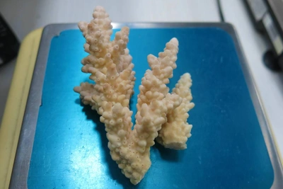 Таможня изъяла у омича редкие кораллы из Египта