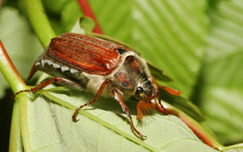Рожденный ползать: 10 удивительных фактов о майских жуках