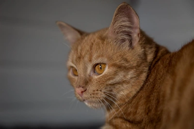 Чем кормить кошку: сухарики или натуральная еда