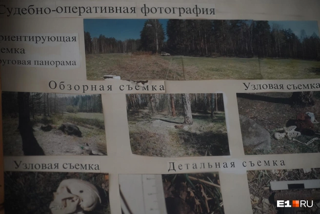 Звери оставляют характерные следы на костях, которые эксперт легко отличит от следов орудий человека | Источник: Елена Елизарова / E1.RU
