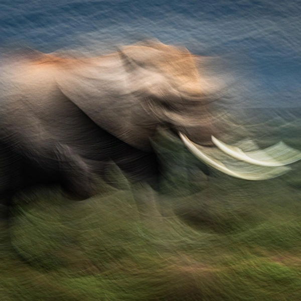 Финалист в номинации «Портрет животного» | Источник: Ilse Koks / Nature Photographer of the Year 2025