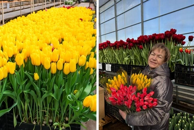 Пермячка создала ферму тюльпанов с нуля