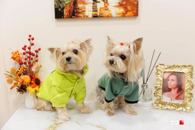 Холли (слева) и Одри часто выступают для своей хозяйки в роли моделей | Источник: Ирина Шарова / 72.RU